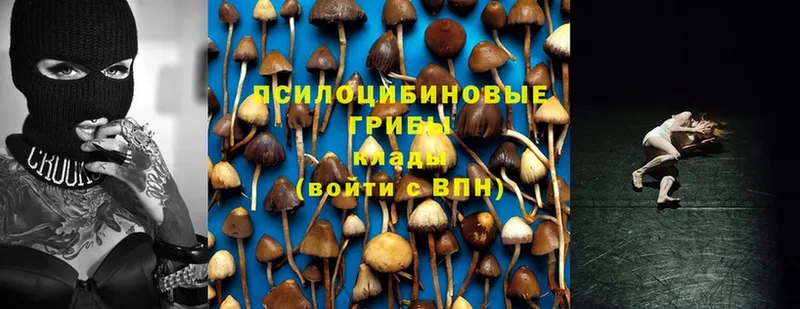 Псилоцибиновые грибы Cubensis  Ермолино 